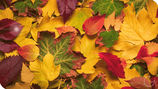 folhas secas caídas representando o outono e a ayurveda